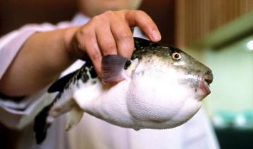 Deadly poisonous delicacy - fugu fish